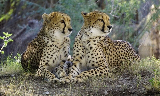 Gepardi štíhlí