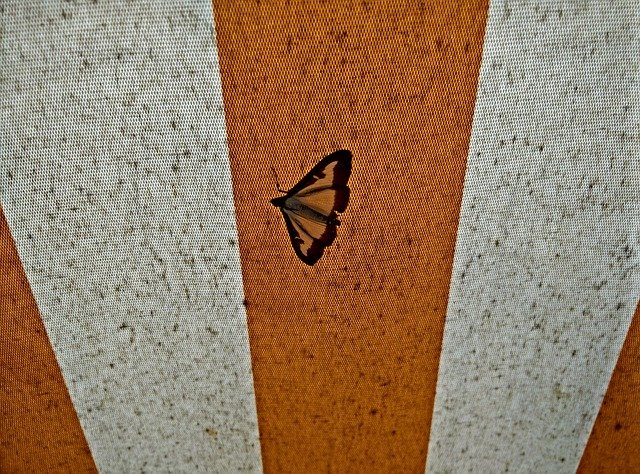motýl na markýze